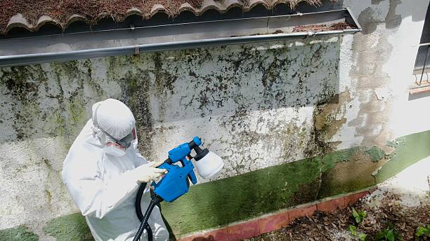 Trusted Basement Mold Remediation service in Preston, TX - Cheap Mold Removal